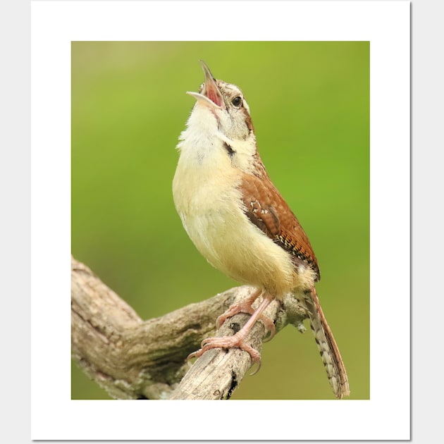 Carolina Wren Singing Wall Art by BirdsnStuff